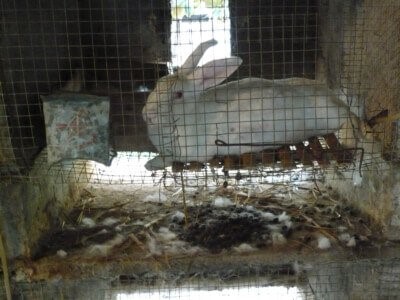 حقایق صنعت خز - خرگوش‌ها در مزارع خز
