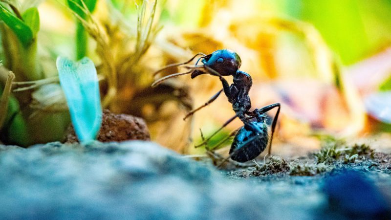 روش‌های اخلاقی دور کردن حشرات از محل زندگی