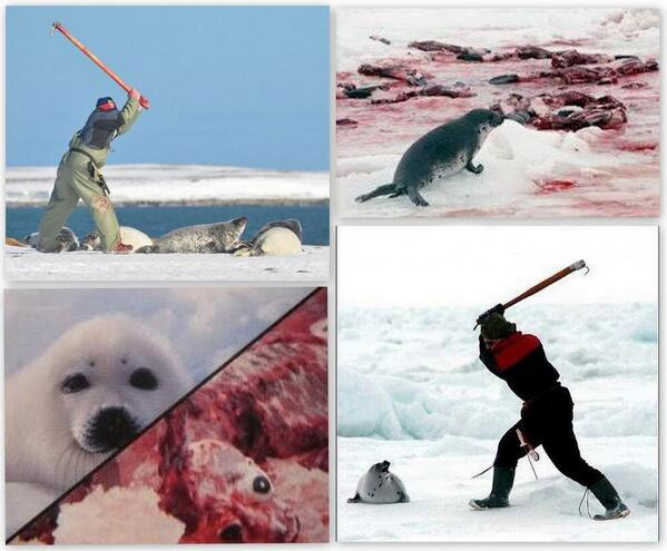 سالگرد کشتار خوک دریایی در کانادا
